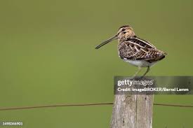 Attēlu rezultāti vaicājumam “Gallinago gallinago”