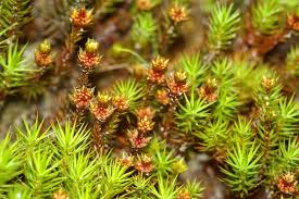 Attēlu rezultāti vaicājumam “Polytrichum piliferum”