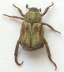 Attēlu rezultāti vaicājumam “Hoplia parvula imago”