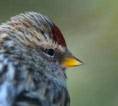 Attēlu rezultāti vaicājumam “Carduelis flammea male”
