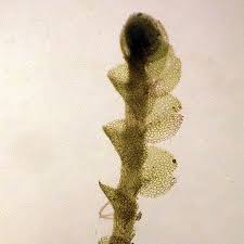 Attēlu rezultāti vaicājumam “Nardia geoscyphus”