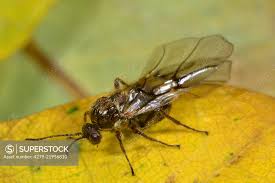 Attēlu rezultāti vaicājumam “Cynips quercusfolii”