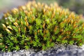 Attēlu rezultāti vaicājumam “Schistidium apocarpum macro”