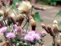 Attēlu rezultāti vaicājumam “Cirsium arvense flower”