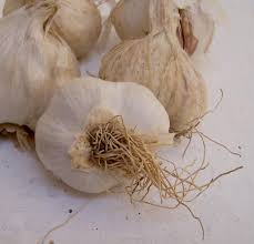 Attēlu rezultāti vaicājumam “Allium sativum”