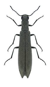 Attēlu rezultāti vaicājumam “Dasytidae”