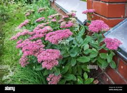 Attēlu rezultāti vaicājumam “Hylotelephium maximum flower”