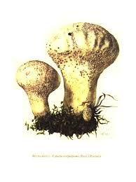 Attēlu rezultāti vaicājumam “Calvatia excipuliformis”