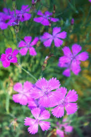 Image result for Nelke