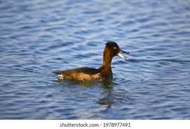 Attēlu rezultāti vaicājumam “Aythya fuligula female”