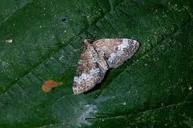 Attēlu rezultāti vaicājumam “Perizoma alchemilla”