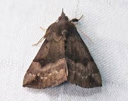 Attēlu rezultāti vaicājumam “Hypena proboscidalis”