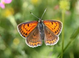 Attēlu rezultāti vaicājumam “Lycaena dispar”