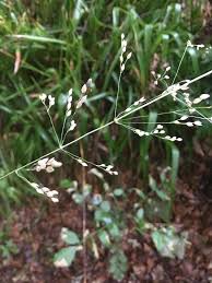 Attēlu rezultāti vaicājumam “Milium effusum”