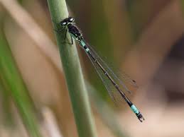 Attēlu rezultāti vaicājumam “Coenagrion armatum female”
