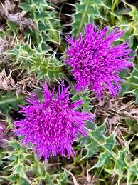 Attēlu rezultāti vaicājumam “Cirsium acaule fruit”
