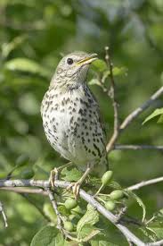 Attēlu rezultāti vaicājumam “Turdus philomelos adult”