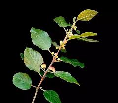 Attēlu rezultāti vaicājumam “Frangula alnus leaf”