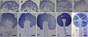 Attēlu rezultāti vaicājumam “Lamproderma arcyrioides stalked”