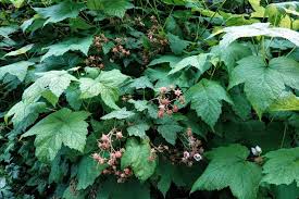 Attēlu rezultāti vaicājumam “Rubus parviflorus”