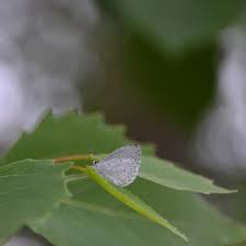Attēlu rezultāti vaicājumam “Anacampsis blatariella”