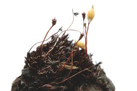 Attēlu rezultāti vaicājumam “Pogonatum nanum”