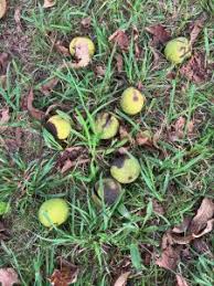 Attēlu rezultāti vaicājumam “Lathyrus japonicus subsp. maritimus fruit”