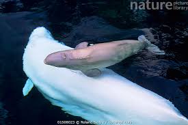 Image result for Delphinapterus leucas