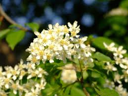 Attēlu rezultāti vaicājumam “Padus avium flower”