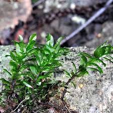 Attēlu rezultāti vaicājumam “Plagiomnium elatum”