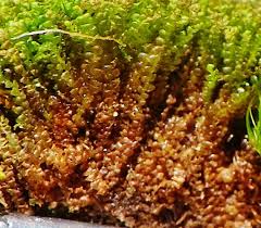 Attēlu rezultāti vaicājumam “Odontoschisma sphagni”