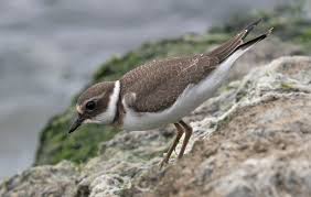 Attēlu rezultāti vaicājumam “Charadrius hiaticula”