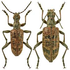 Attēlu rezultāti vaicājumam “Rhagium inquisitor”