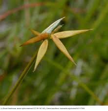 Attēlu rezultāti vaicājumam “Carex pauciflora”