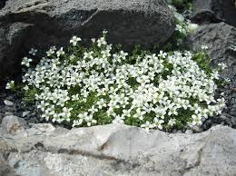 Attēlu rezultāti vaicājumam “Arenaria procera leaf”