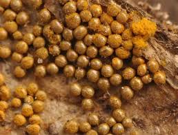 Attēlu rezultāti vaicājumam “Oligonema favogineum”