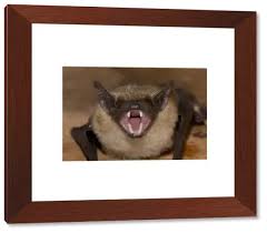 Attēlu rezultāti vaicājumam “Eptesicus serotinus”