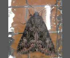 Attēlu rezultāti vaicājumam “Thalpophila matura”