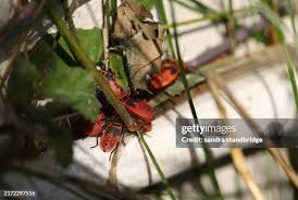 Attēlu rezultāti vaicājumam “Pyrrhocoris apterus nymph”