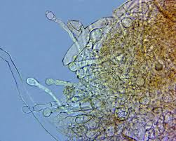 Attēlu rezultāti vaicājumam “Hypocrea pulvinata”