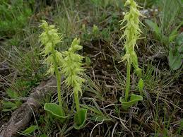 Attēlu rezultāti vaicājumam “Herminium monorchis flower”