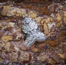 Attēlu rezultāti vaicājumam “Nycteola degenerana”