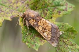 Attēlu rezultāti vaicājumam “Gortyna flavago”