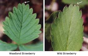 Attēlu rezultāti vaicājumam “Fragaria vesca leaf”