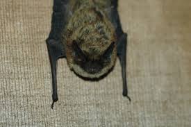 Attēlu rezultāti vaicājumam “Myotis sp.”