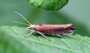 Attēlu rezultāti vaicājumam “Ypsolopha parenthesella”