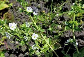 Attēlu rezultāti vaicājumam “Veronica serpyllifolia leaf”