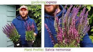 Attēlu rezultāti vaicājumam “Salvia nemorosa flower”