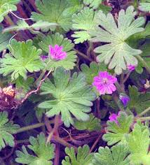 Attēlu rezultāti vaicājumam “Geranium molle flower”