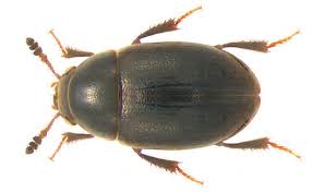 Attēlu rezultāti vaicājumam “Leiodidae larva”